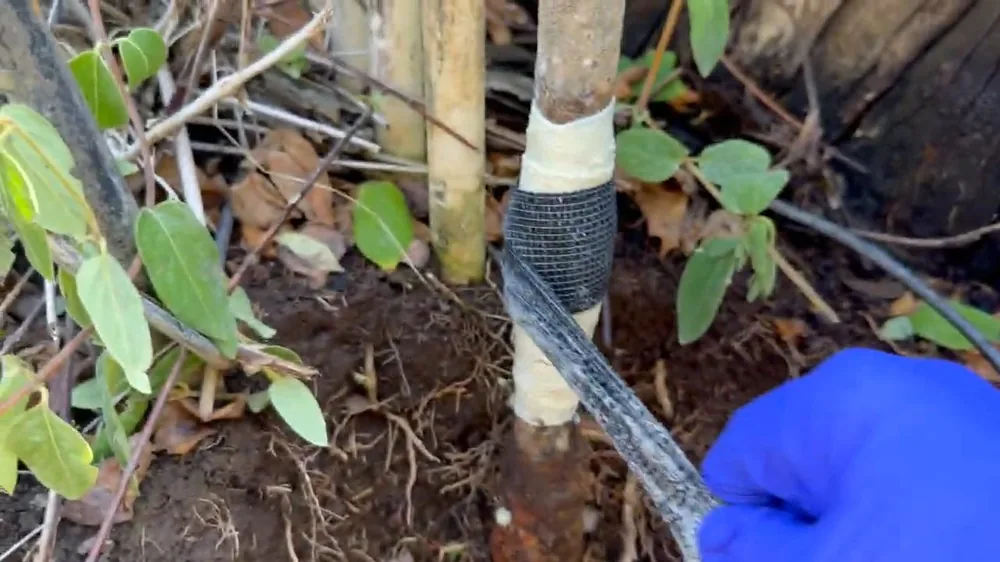 Gloved blue hand wrapping tape around a repaired section of garden pipe in soil among plants
