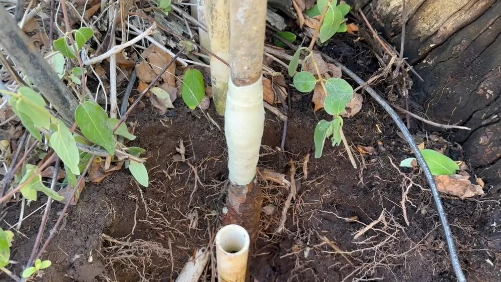 Repaired section of old garden pipe wrapped in white tape in damp soil beside a short PVC stub